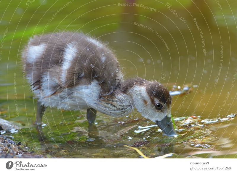 thirst Animal Wild animal Nile Goose nilgan chicks 1 Baby animal Swimming & Bathing Stand Drinking Happiness Wet Cute Brown White Colour photo Exterior shot