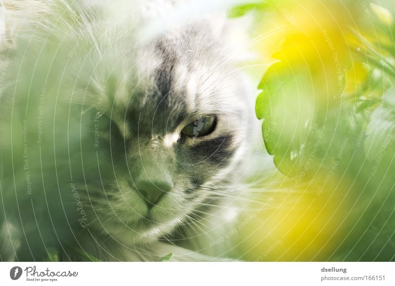 I can see you! - My stuffed thing. Colour photo Exterior shot Deserted Light Shallow depth of field Animal portrait Looking Forward Nature Plant Spring Flower