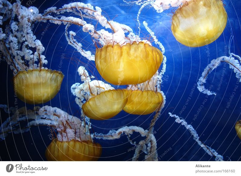 Medusa Colour photo Interior shot Close-up Underwater photo Deserted Copy Space right Artificial light Light Shallow depth of field Long shot Animal portrait