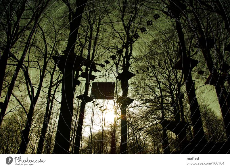 tree inhabitant Colour photo Subdued colour Exterior shot Evening Light Shadow Contrast Silhouette Back-light Worm's-eye view Wide angle Climbing Mountaineering