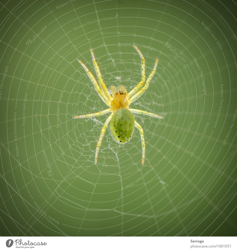 stilio Wild animal Spider Animal face 1 Hang pumpkin spider Spider's web Spider legs Colour photo Multicoloured Exterior shot Close-up Detail