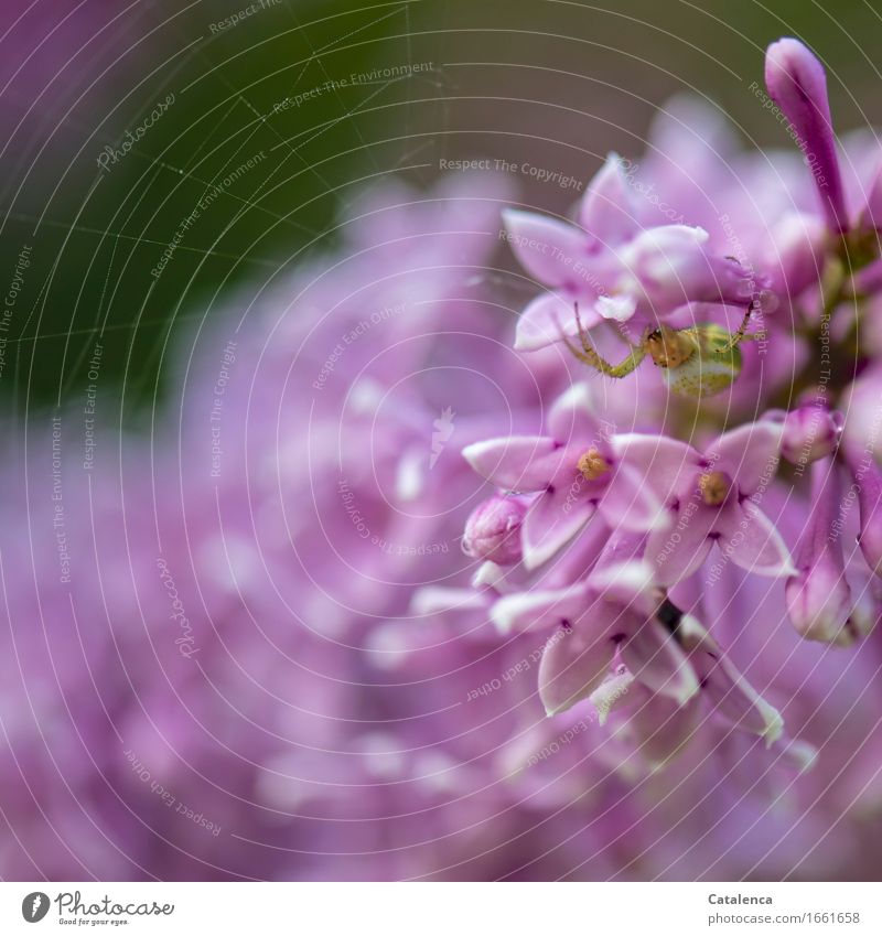 House building, pumpkin spider spinning her spider web Nature Summer Plant Blossom Lilac Garden Animal Farm animal Spider 1 Cobwebby Observe Blossoming