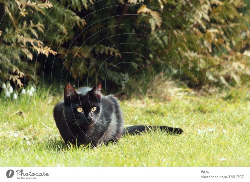 Fino on the watch Nature Grass Bushes Garden Meadow Animal Pet Cat 1 Curiosity Green Black Observe Colour photo Multicoloured Exterior shot Deserted Day