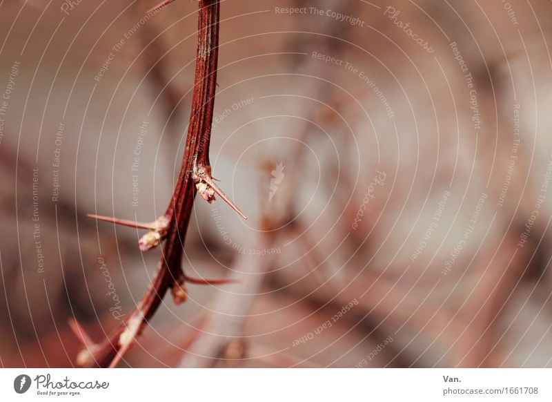 A thorn in the eye Nature Plant Autumn Bushes Twig Thorn Brown Red Bleak Colour photo Subdued colour Exterior shot Macro (Extreme close-up) Deserted Day