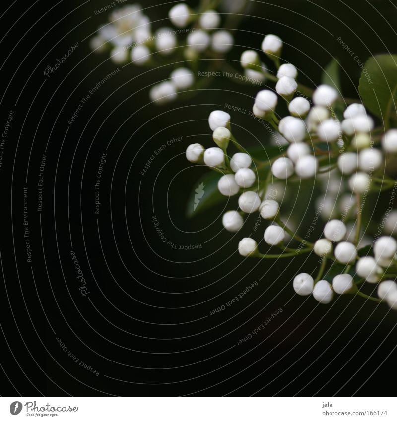 Budding Expectations Colour photo Exterior shot Close-up Detail Deserted Copy Space left Copy Space bottom Day Nature Plant Bushes Blossom Foliage plant Park