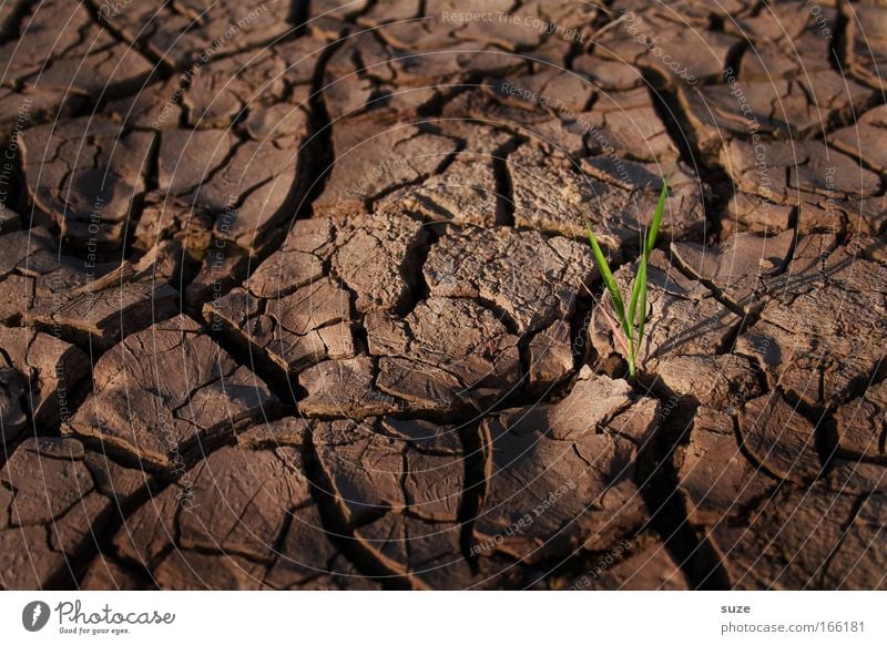 lone fighters Success Environment Nature Landscape Earth Climate Climate change Drought Plant Grass Field Desert Dry Brown Willpower Unwavering Hope Belief