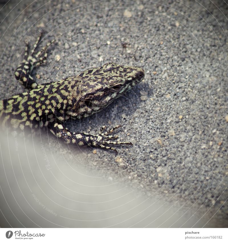 Godzillaaaaaaaaaaaaaaaa! Nature Animal Lizards 1 Observe Crouch Crawl Looking Exotic Retro Serene pischarean Exceptional Colour photo Exterior shot Lomography