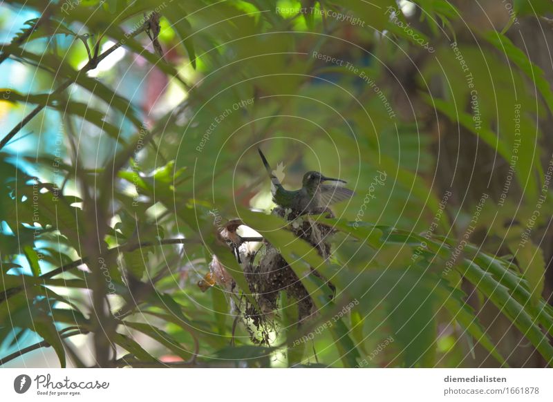 greenhorn Animal Bird 1 Sit Wait Esthetic Exotic Small Blue Green Warm-heartedness Curiosity Timidity Discover Parental care Colour photo Exterior shot Deserted