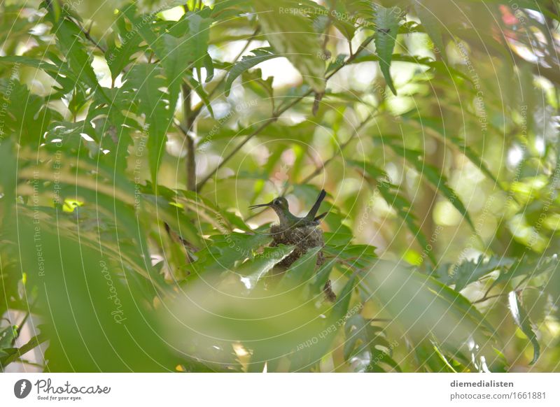 nest stool Animal Bird 1 Sit Wait Esthetic Exotic Small Green Timidity Discover Curiosity Environment Parental care Colour photo Exterior shot Deserted Day