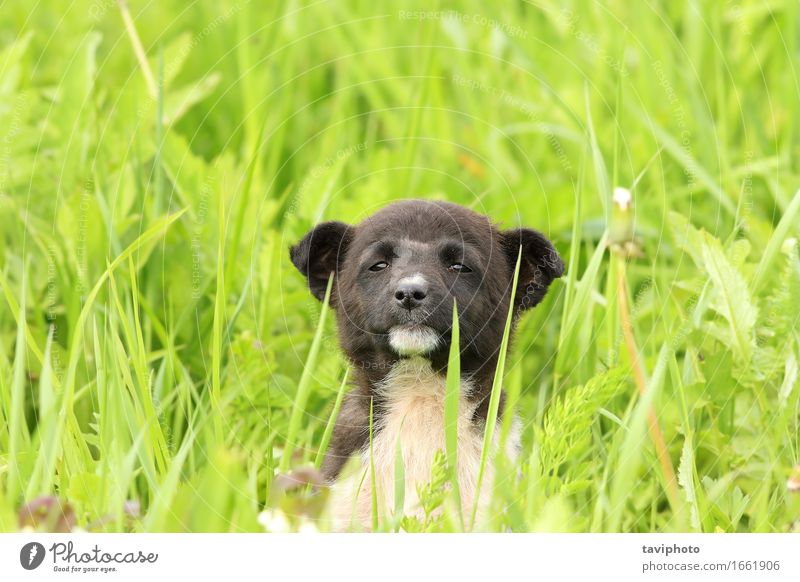 cute puppy in big grass Happy Beautiful Relaxation Summer Garden Baby Friendship Nature Animal Grass Meadow Fur coat Pet Dog Sit Stand Small Funny Cute Brown