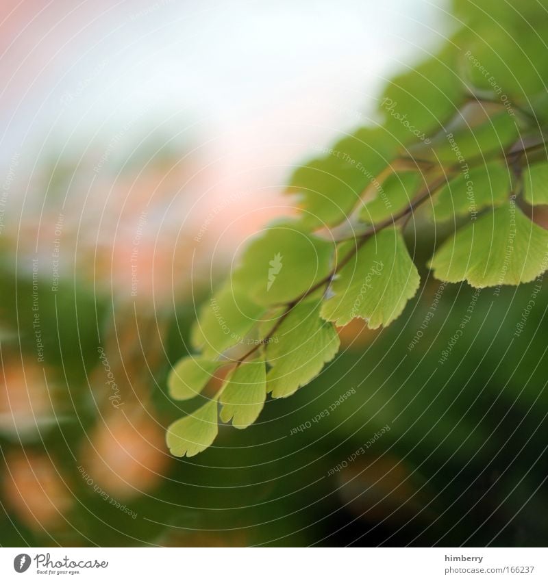 wild life green Colour photo Multicoloured Exterior shot Close-up Detail Macro (Extreme close-up) Experimental Copy Space left Copy Space top Copy Space bottom