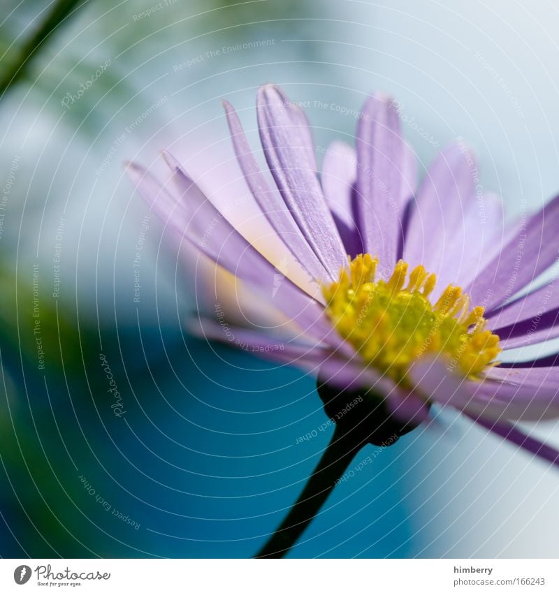 momentariness Colour photo Multicoloured Close-up Detail Macro (Extreme close-up) Copy Space left Copy Space top Copy Space bottom Day Contrast