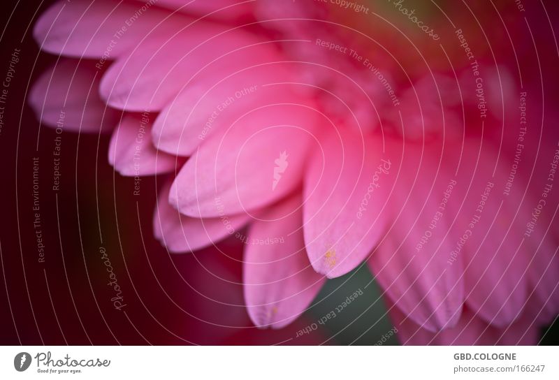 gerbera Colour photo Multicoloured Detail Macro (Extreme close-up) Twilight Blur Nature Plant Spring Summer Flower Blossom Spring fever Day