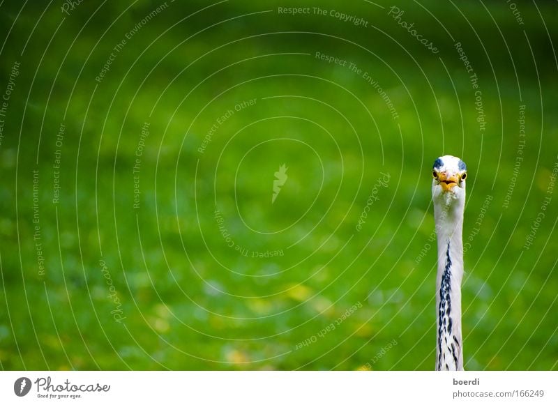 one Colour photo Exterior shot Close-up Detail Copy Space left Copy Space middle Day Sunlight Shallow depth of field Animal portrait Looking