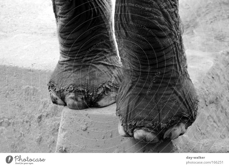 One pedicure please ... Black & white photo Exterior shot Detail Deserted Day Shadow Contrast Shallow depth of field Central perspective Animal Wild animal Zoo