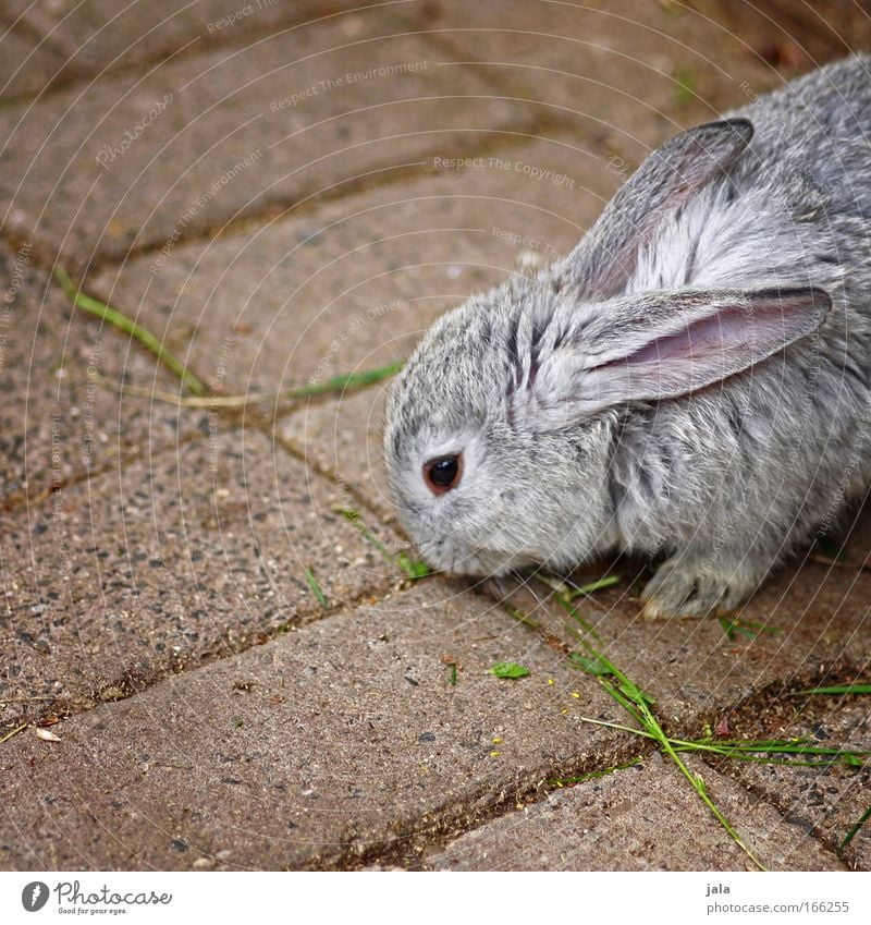 Mr. Rabbit Animal Pelt Paw Zoo Petting zoo 1 Gray Hare & Rabbit & Bunny Colour photo Subdued colour Exterior shot Copy Space left Day Animal portrait