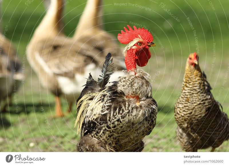 funny rooster portrait in farmyard Meat Nature Animal Bird Free Funny Natural Brown Green Red White Rooster hen livestock Farm colorful Feather bio Rural Scene