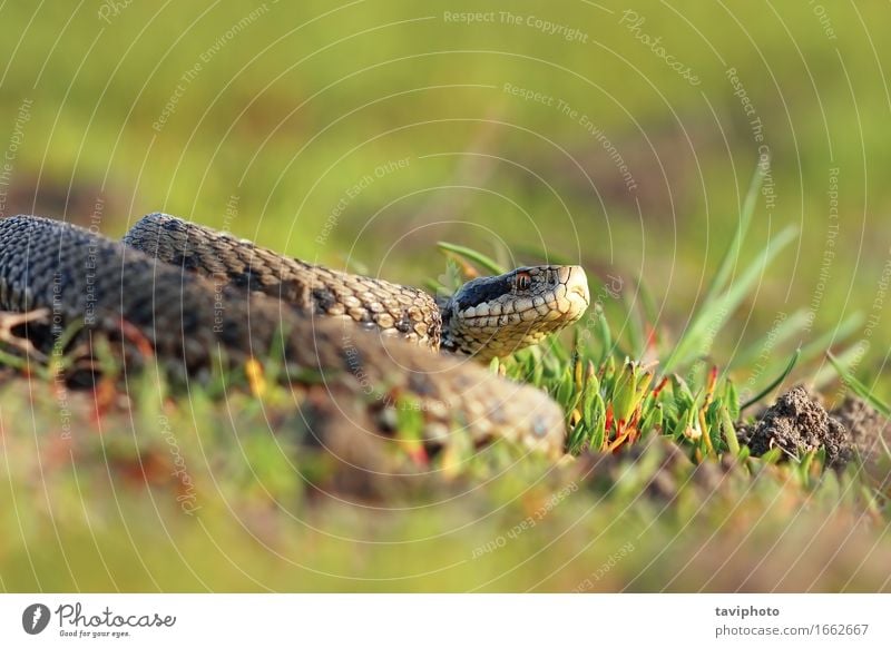 meadow viper basking in natural habitat Beautiful Nature Animal Meadow Snake Wild Brown Fear Dangerous Colour adder reptilian Romania rare rakosiensis poisonous