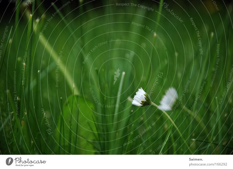 Flowers have a soul Subdued colour Nature Plant Grass Wild plant Meadow Fragrance Simple Spring fever Life Contentment Relationship Freedom Mysterious Identity