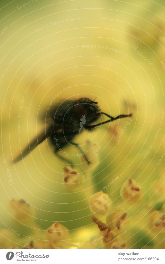 The fly that wanted to be a bee Colour photo Multicoloured Exterior shot Day Shadow Contrast Deep depth of field Nature Plant Spring Flower Blossom Animal Fly