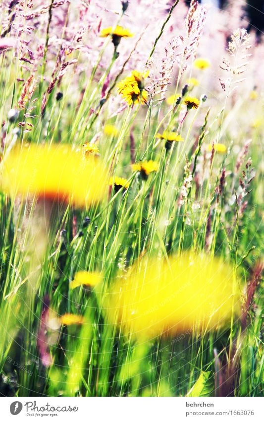 WHERE DO YOU ARE??? Nature Plant Summer Beautiful weather Flower Grass Leaf Blossom Wild plant Dandelion Garden Park Meadow Field Blossoming Fragrance Growth