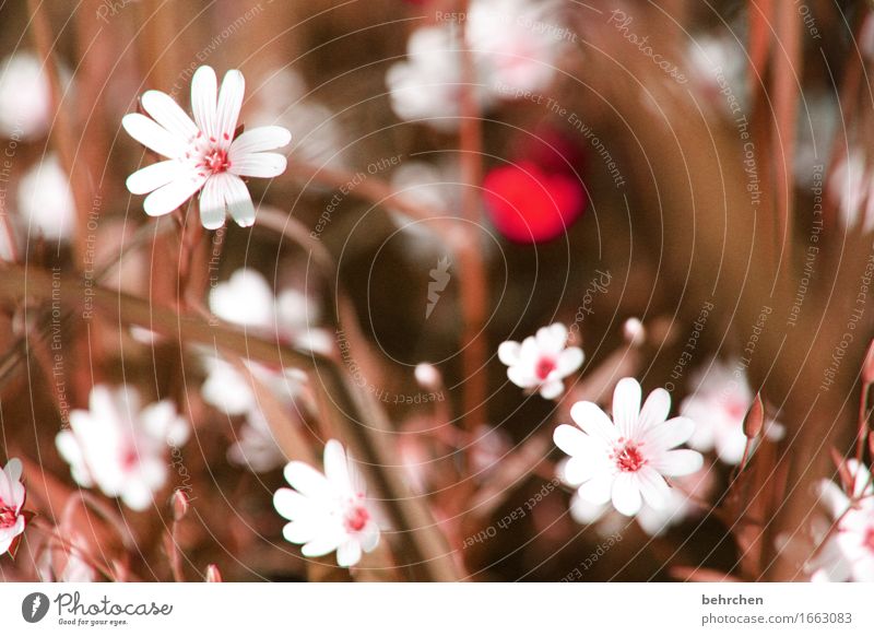 strawflower Nature Plant Spring Summer Beautiful weather Flower Grass Leaf Blossom chickweed Garden Park Meadow Field Blossoming Fragrance Faded Growth Small