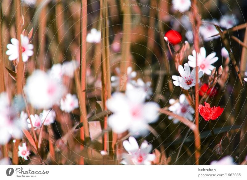 strawflower Nature Plant Summer Autumn Beautiful weather Flower Leaf Blossom chickweed Garden Park Meadow Field Blossoming Fragrance Faded To dry up Growth