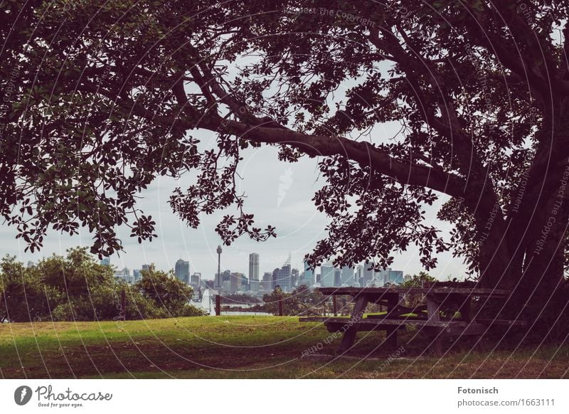 Picnic with a view of Sydney Tourism Trip City trip Camping Summer Nature Landscape Tree Park Australia Australia + Oceania Skyline Deserted High-rise Eating