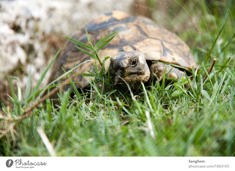 Schildi on the way Nature Earth Summer Beautiful weather Grass Garden Meadow Animal Pet Animal face Turtle Tortoise-shell 1 Old Brown Gray Green Black White