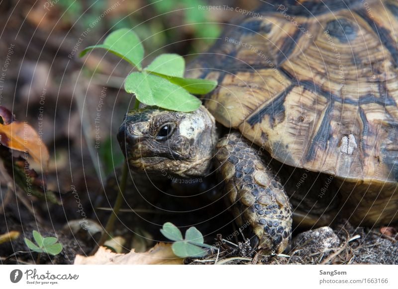 Schildi in luck Nature Earth Summer Plant Cloverleaf Garden Forest Animal Pet Turtle Tortoise-shell 1 Movement Old Brown Green Black Shell Happy Good luck charm