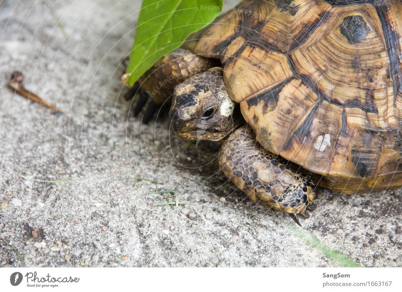 Schildi Summer Garden Nature Leaf Animal Pet Animal face Turtle Tortoise-shell 1 Old Uniqueness Love of animals Serene Slowly Senior citizen Shell Colour photo