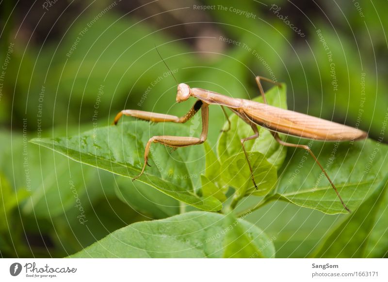 Mantis II Vacation & Travel Nature Spring Summer Leaf Foliage plant Animal Wild animal Praying mantis 1 Going Esthetic Thin Beautiful Brown Green Colour photo