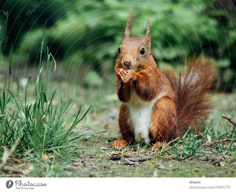 Sit down! Environment Nature Plant Animal Grass Bushes Park Forest Wild animal Squirrel Rodent 1 To feed Cuddly Small Natural Curiosity Cute Colour photo