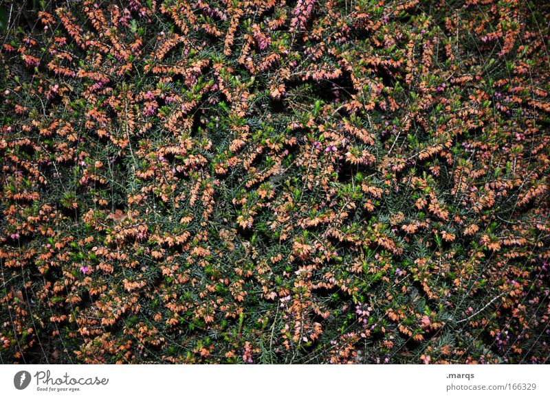 havoc Colour photo Exterior shot Experimental Structures and shapes Flash photo Nature Plant Spring Summer Bushes Blossom Foliage plant Park Blossoming