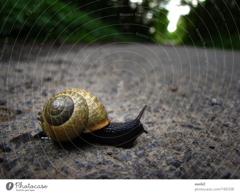 Before crossing look left In transit Trip Freedom Going out Environment Nature Landscape Plant Animal Spring Street Deserted Traffic infrastructure Wild animal