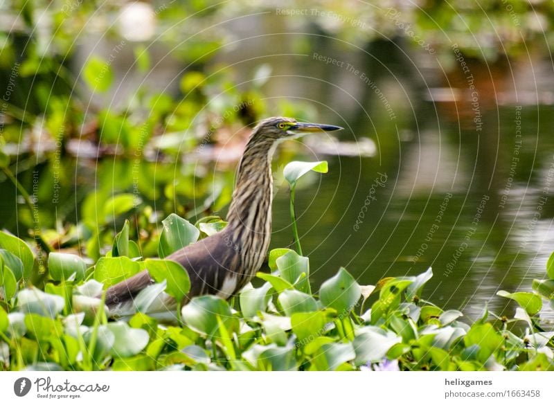 Grebe in the backwaters Nature Animal Virgin forest Pond Wild animal Bird Green Backwaters Kerala Beak Grebes India Marsh Tropical wildlife Colour photo