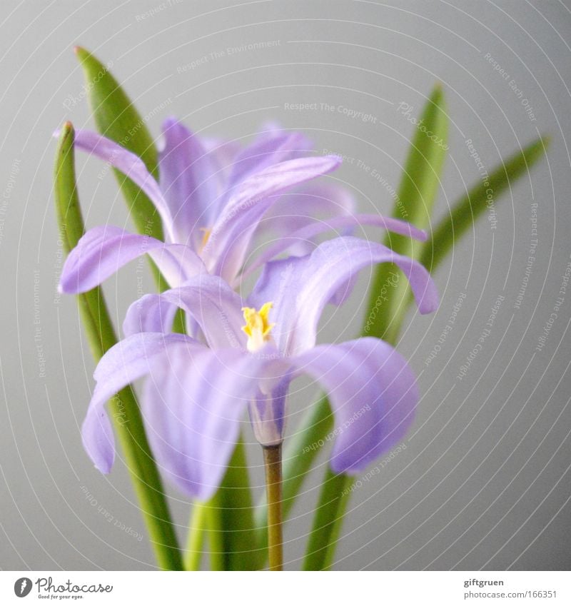 "never trust a woman who wears mauve" Colour photo Deserted Shallow depth of field Nature Plant Spring Flower Blossom Meadow Bouquet Blossoming Growth Beautiful