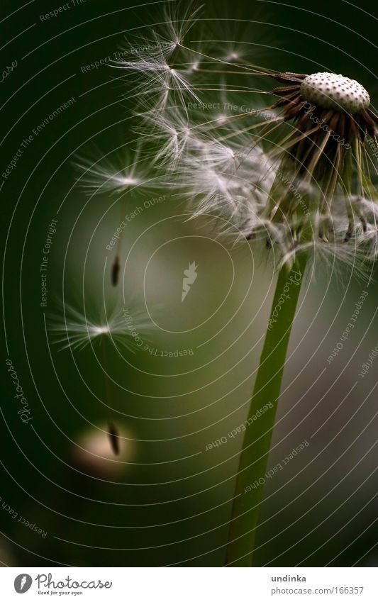 Detached Plant Spring Aurora Borealis Flower Flying Faded Green Attachment Hover Colour photo Exterior shot Close-up Deserted Shadow Contrast Day