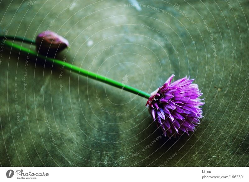 Kitchen flowers. SECOND Colour photo Multicoloured Exterior shot Deserted Copy Space left Copy Space right Day Shallow depth of field Food Herbs and spices