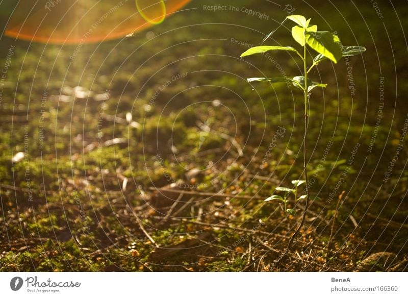 seedling Environment Nature Plant Earth Sunrise Sunset Sunlight Spring Tree Leaf Foliage plant Beech tree Beech family fagus Moss Illuminate Growth Thin Small