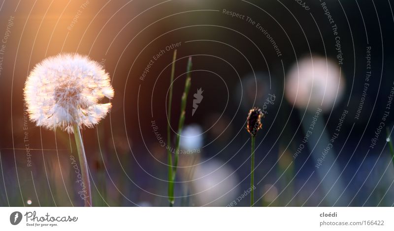 dandelion Colour photo Exterior shot Evening Twilight Light (Natural Phenomenon) Sunlight Sunrise Sunset Back-light Worm's-eye view Nature Plant Flower Grass