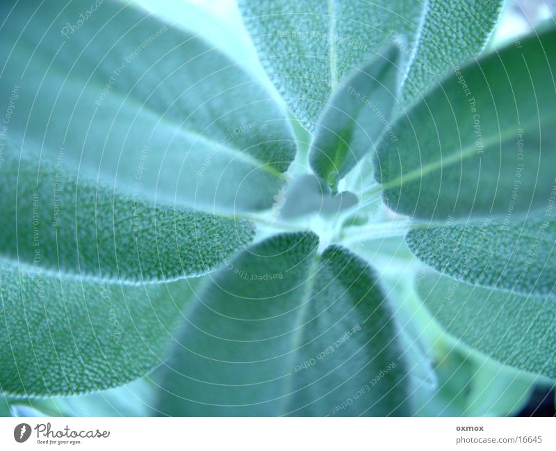 Sage / Sage Herbs and spices Plant Agricultural crop Green Colour photo Exterior shot Macro (Extreme close-up) Deserted Day Deep depth of field Bird's-eye view