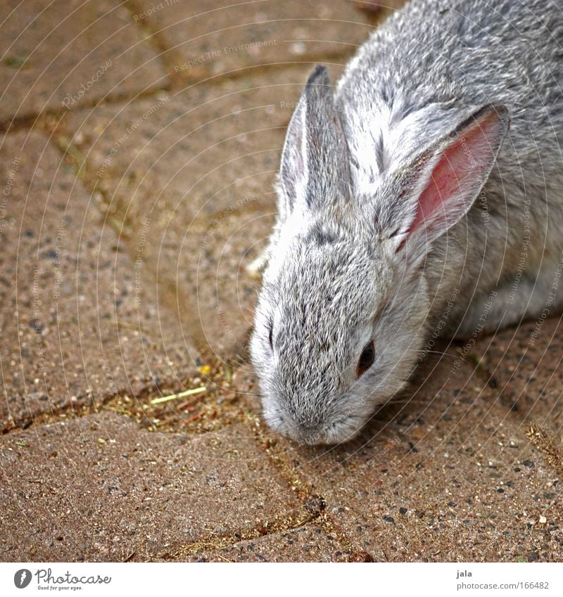 Mr. Rabbit Animal Pelt Zoo Petting zoo Hare & Rabbit & Bunny 1 Speed Beautiful Gray Colour photo Exterior shot Deserted Day Animal portrait Easter Bunny