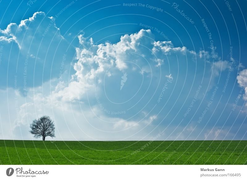 Lonely tree in the light Colour photo Exterior shot Deserted Copy Space middle Day Contrast Silhouette Back-light Central perspective Nature Landscape Air Sky