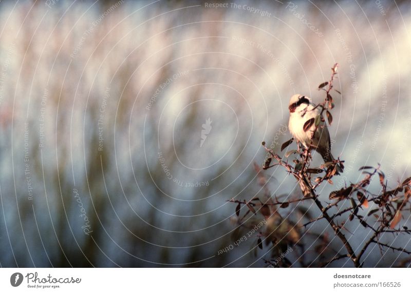 today has been a lonesome day. Nature Autumn Bushes Animal Bird Sparrow Passerine bird 1 Observe Looking Cold Thorny Blue Brown Violet Pink Blur Analog