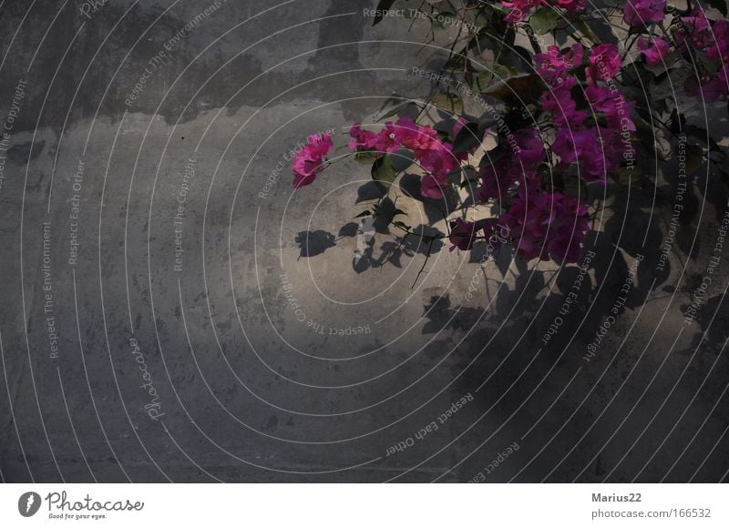 shade flowers Colour photo Exterior shot Close-up Structures and shapes Deserted Copy Space left Evening Twilight Shadow Sunbeam Plant Autumn Flower Blossom