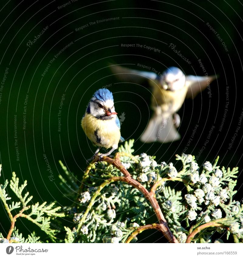 dialogue Colour photo Twilight Blur Motion blur Nature Spring Park Animal Wild animal Bird Animal face Wing 2 Pair of animals Flying Happiness Happy