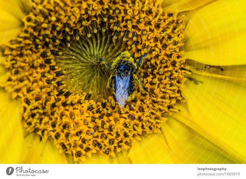 Bumblebee in a sunflower Nature Plant Flower Blossom Foliage plant Agricultural crop Wild plant Pot plant Exotic Garden Park Meadow Forest Flower meadow