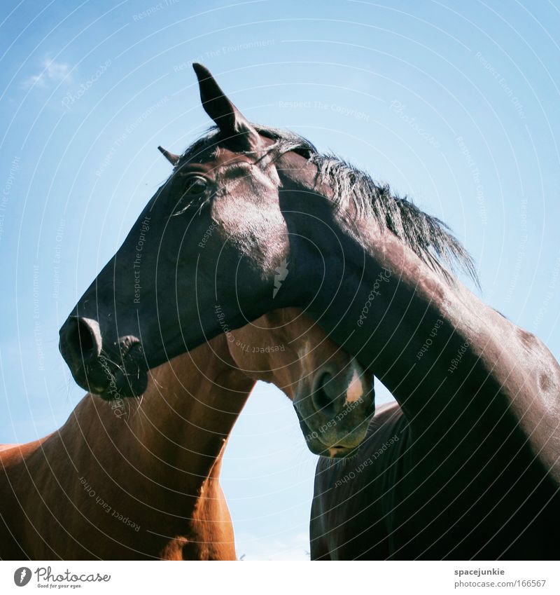 love Colour photo Exterior shot Ride Sky Summer Animal Horse 2 Pair of animals Touch Together To enjoy Elegant Glittering Happy Curiosity Contentment