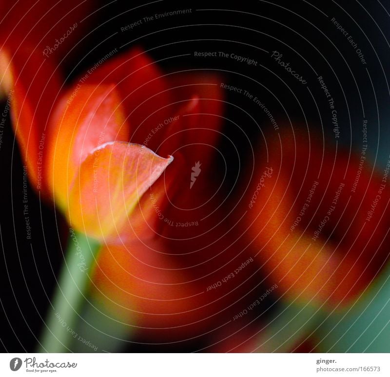 flowerpowder Plant Flower Blossom Yellow Green Red Black Stalk Blossoming Blur Blossom leave Deserted Colour photo Close-up Shallow depth of field